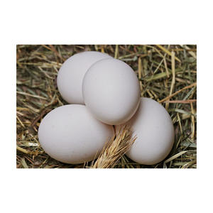 Best Quality Organic Fresh Chicken Brown Table Eggs & Fertilized Eggs Available in Bulk Stock